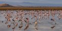 085 Amboseli Nationaal Park